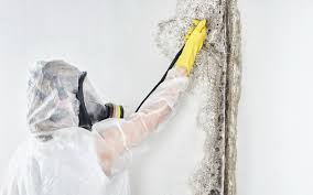 Best Attic Mold Removal in Hidalgo, TX